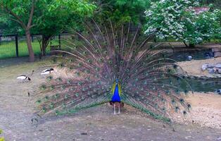 The Indian blue peafowl, Peacock Pavo cristatus, male photo