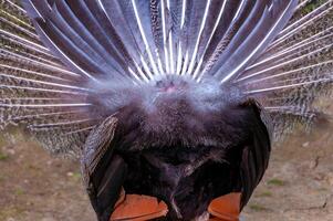 Close-up, rear view, The Indian blue peafowl, Peacock Pavo cristatus, Askania-Nova photo