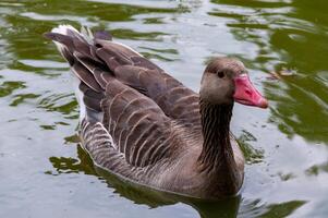 A gray goose swims along the lake. Askania-Nova photo