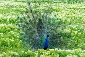 The Indian -or blue- peafowl, peacock Pavo cristatus, shows the females his open fluffy tail photo