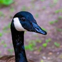 The Canada goose Branta canadensis, close-up of the head of a goose photo
