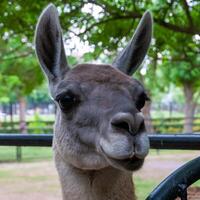 Curious domesticated llama looks out from behind a fence at the zoo photo