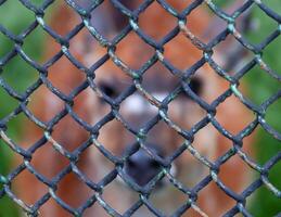 Animal silhouette behind a mesh net in the zoo, Askania-Nova, Ukraine photo