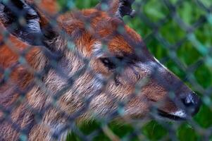 Animal silhouette behind a mesh net in the zoo, Askania-Nova, Ukraine photo