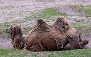 The Bactrian camel Camelus bactrianus the animal molts in summer and rests in the sun photo