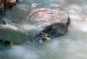 The coypu Myocastor coypus, also known as the river rat or nutria photo