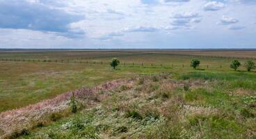 Wild herbs croak in the wind against the sky, Askania-Nova photo