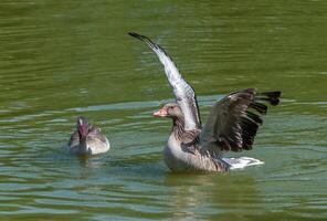 A gray goose swims along the lake. Askania-Nova photo