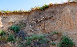 The skeleton of a large animal protrudes from the collapsed shore. Fossil animal bones, Ukraine photo