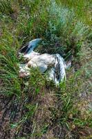 Dead pink pelican on the bank of the estuary, crashed on the wires of power lines, Ukraine photo