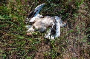 Dead pink pelican on the bank of the estuary, crashed on the wires of power lines, Ukraine photo