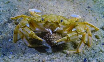 Liocarcinus holsatus, crab trying to eat hermit crab in the Black Sea photo