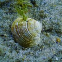 Chamelea gallina, bivalve mollusk burrowing into the sand in the Black Sea photo