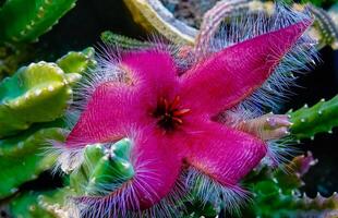 Stapelia grandiflora - South African succulent plant blooming with stinking red flowers in the collection of a botanical garden photo