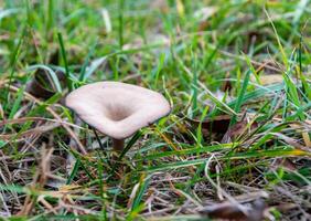 Pseudoclitocybe cyathiformis - lonely edible mushroom growing in the grass photo