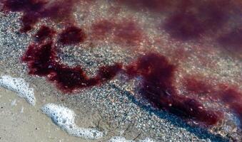 Live Red algae Polysiphonia near the shore of the frozen Tiligul estuary, Odessa region photo