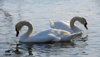 Birds of Ukraine. Swans, gulls and ducks - wintering waterfowl in the Black Sea photo