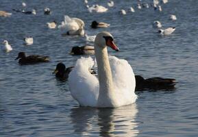 Birds of Ukraine. Swans, gulls and ducks - wintering waterfowl in the Black Sea photo