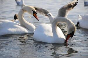 Birds of Ukraine. Swans, gulls and ducks - wintering waterfowl in the Black Sea photo