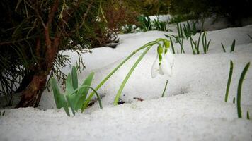 Galanthus elwesii Elwes's snowdrop, greater snowdrop photo