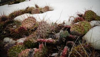 Hibernating in the open ground cacti, in the spring under the snow photo