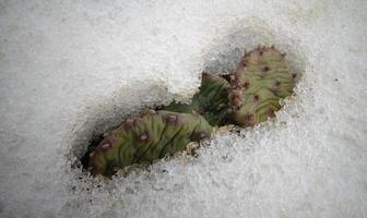 Hibernating in the open ground cacti, in the spring under the snow photo
