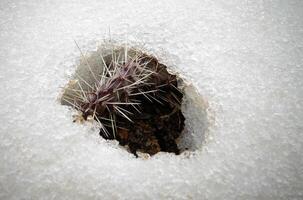 Hibernating in the open ground cacti, in the spring under the snow photo