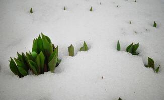Tulips, spring flowers sprout from under the snow photo