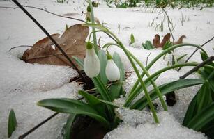 Galanthus elwesii -Elwes's snowdrop, greater snowdrop photo