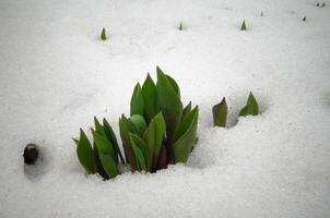 Tulips, spring flowers sprout from under the snow photo