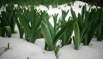 Spring flowers sprout from the snow photo