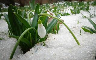 Galanthus elwesii -Elwes's snowdrop, greater snowdrop photo