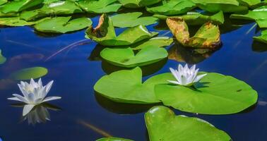 Beautiful white water lily Nymphaea alba flowers on the water surface in the lake photo