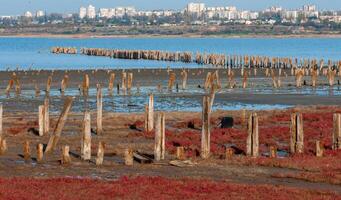 Self-settling salt on wooden logs. Hypersaline water in a drying lake, an environmental problem photo