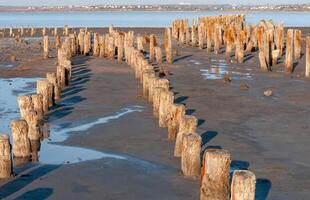 Self-settling salt on wooden logs. Hypersaline water in a drying lake, an environmental problem photo