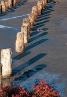 Self-settling salt on wooden logs. Hypersaline water in a drying lake, an environmental problem photo