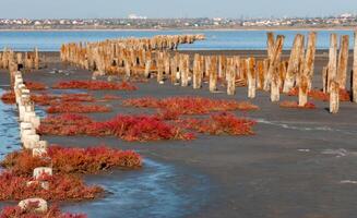 Self-settling salt on wooden logs. Hypersaline water in a drying lake, an environmental problem photo