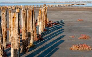 Self-settling salt on wooden logs. Hypersaline water in a drying lake, an environmental problem photo