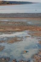 Artemia salina eggs and rotting crustaceans in a puddle on the shore in the Kuyalnik Liman photo