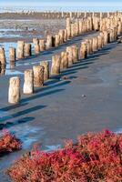 Self-settling salt on wooden logs. Hypersaline water in a drying lake, an environmental problem photo