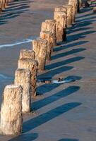 Self-settling salt on wooden logs. Hypersaline water in a drying lake, an environmental problem photo