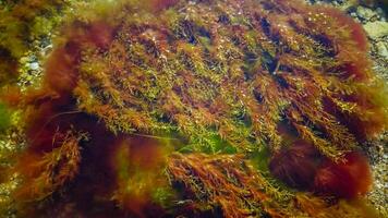 Brown algae macrophytes Cystoseira barbata and other green and red algae at the bottom of the Tiligul estuary photo