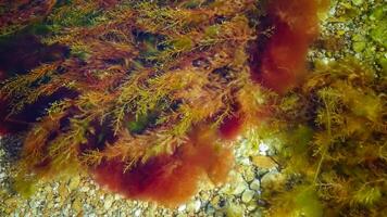 Brown algae macrophytes Cystoseira barbata and other green and red algae at the bottom of the Tiligul estuary photo