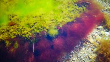 Green and red algae on a stone near the shore of the Tiligul estuary during the drying out of the estuary photo