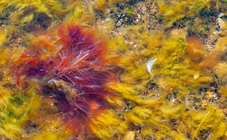 Red algae Polysiphonia on a stone near the shore of the Tiligul estuary during the drying out of the estuary photo