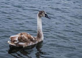 Young birds mute swan Cygnus olor, a bird with variegated feathers swims photo