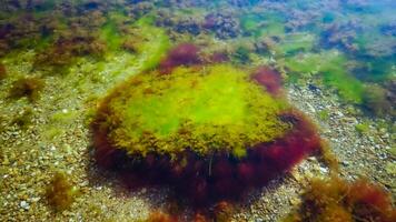 Green and red algae on a stone near the shore of the Tiligul estuary during the drying out of the estuary photo