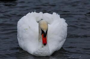 Adult bird mute swan Cygnus olor old bird with a red beak swims in the sea photo