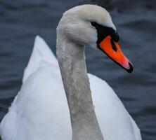 Adult bird mute swan Cygnus olor, old bird with a red beak swims in the sea photo