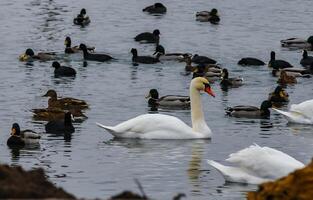 The mute swan Cygnus olor, an adult bird with a red beak swims in the sea photo